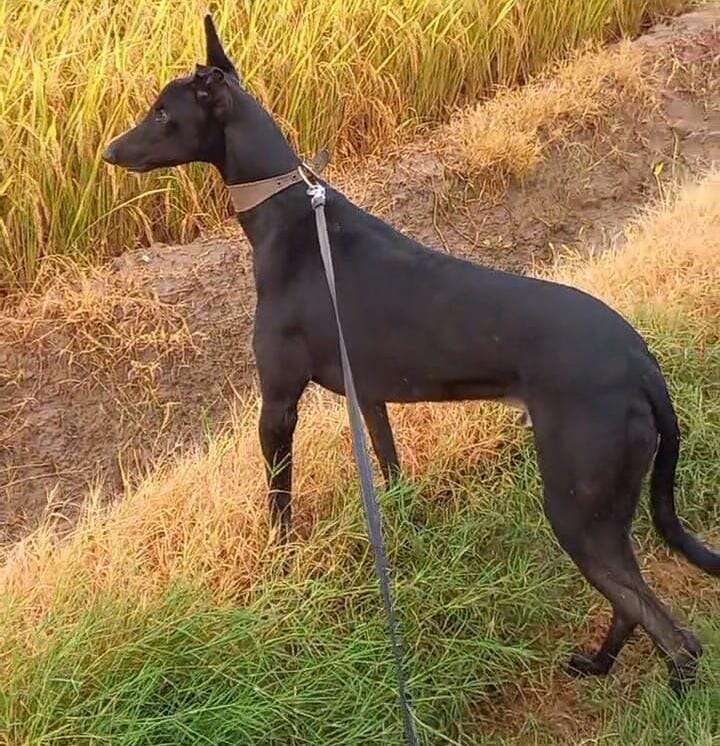 Punjab King's Profile Pic